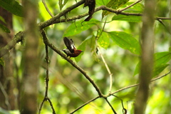 Machaeropterus deliciosus