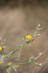 Chondrilla juncea