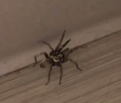 Calisoga longitarsis
