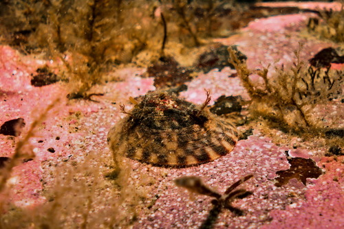 Tortoiseshell Limpet