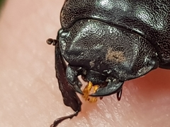 Geodorcus helmsi