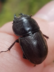 Geodorcus helmsi