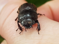 Geodorcus helmsi