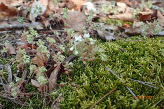 Sedum pusillum
