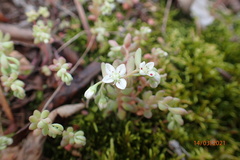 Sedum pusillum