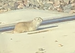 Urocitellus richardsonii