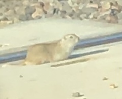 Urocitellus richardsonii