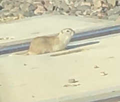 Urocitellus richardsonii