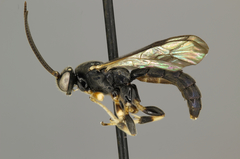 Leurus caeruliventris