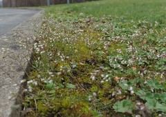 Draba verna