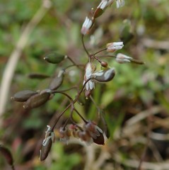 Draba verna