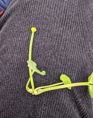 Ficaria verna bulbilifera