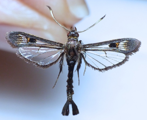 Virginia Creeper Clearwing photo 5