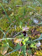 Ophrys bertolonii balearica