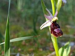 Ophrys bertolonii balearica