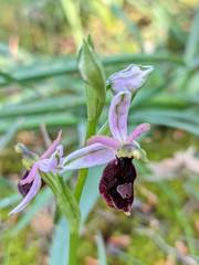 Ophrys bertolonii balearica
