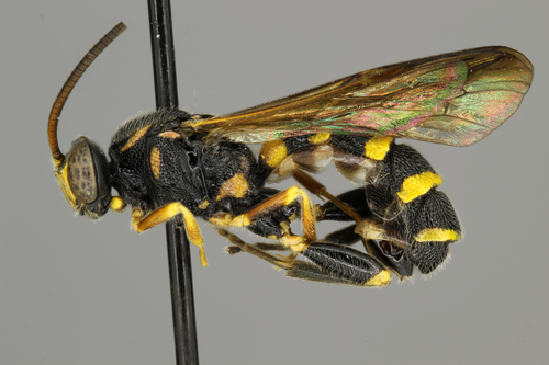 Metopius krombeini