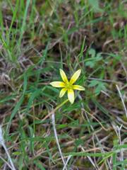 Gagea mauritanica