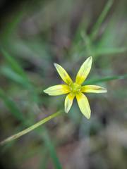 Gagea mauritanica