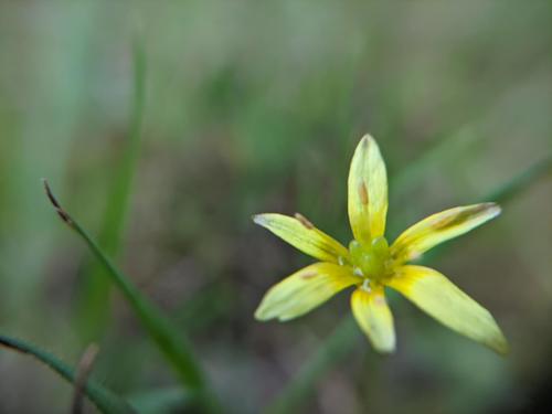 Representative image of Gagea mauritanica