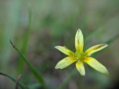 Gagea mauritanica