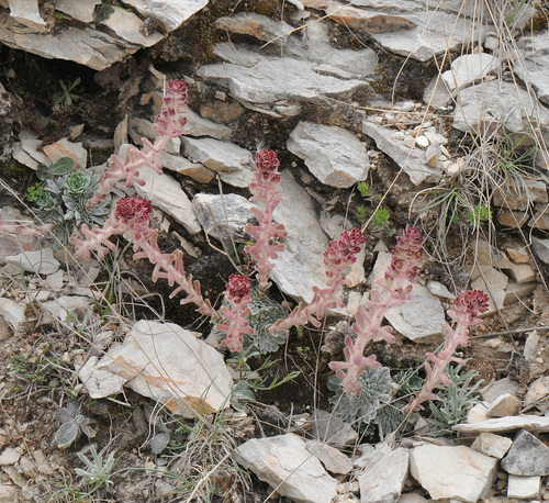 Saxifraga federici-augusti, photograph 5