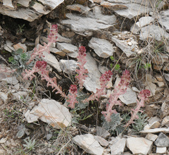 Saxifraga federici-augusti, photograph (c) Todd Boland, some rights reserved (CC BY)