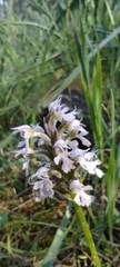 Neotinea conica