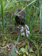 Neotinea conica