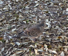 Streptopelia orientalis