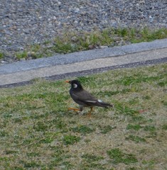 Spodiopsar cineraceus