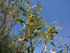 Phyllodineae