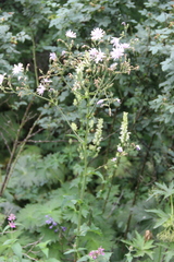 Cicerbita macrophylla