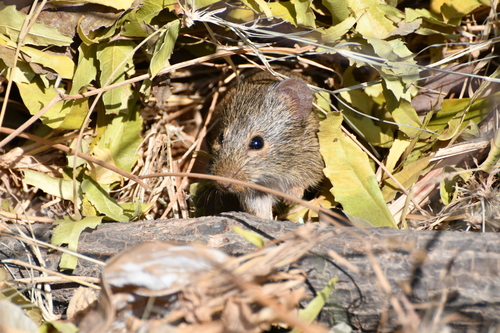 Indian Bush Rat