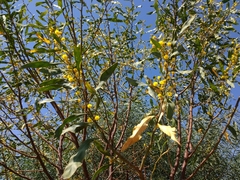 Phyllodineae