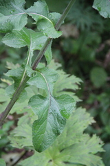 Cicerbita macrophylla
