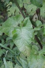 Cicerbita macrophylla