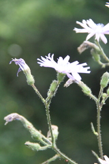 Cicerbita macrophylla