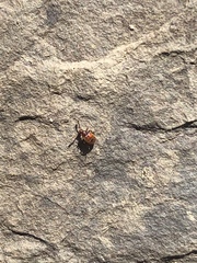 Decarthron stigmosum