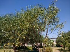 Phyllodineae