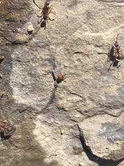 Decarthron stigmosum