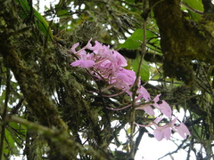 Comparettia macroplectron