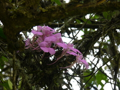 Comparettia macroplectron