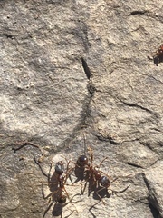 Decarthron stigmosum