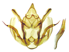 Glaucina erroraria