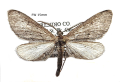 Glaucina erroraria