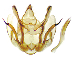 Glaucina erroraria