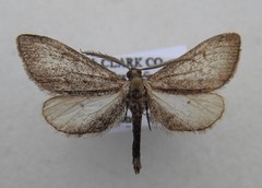 Glaucina erroraria