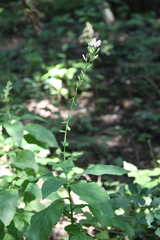 Cicerbita prenanthoides