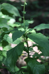 Cicerbita prenanthoides